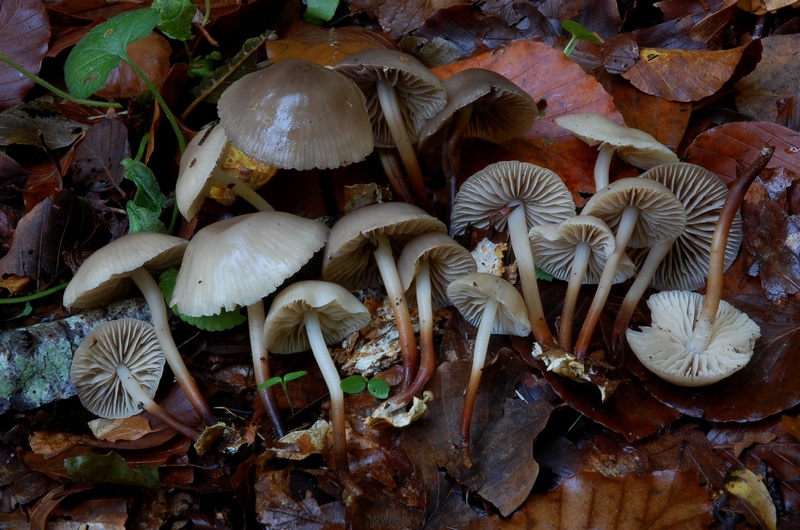 Numerosi su lettiera